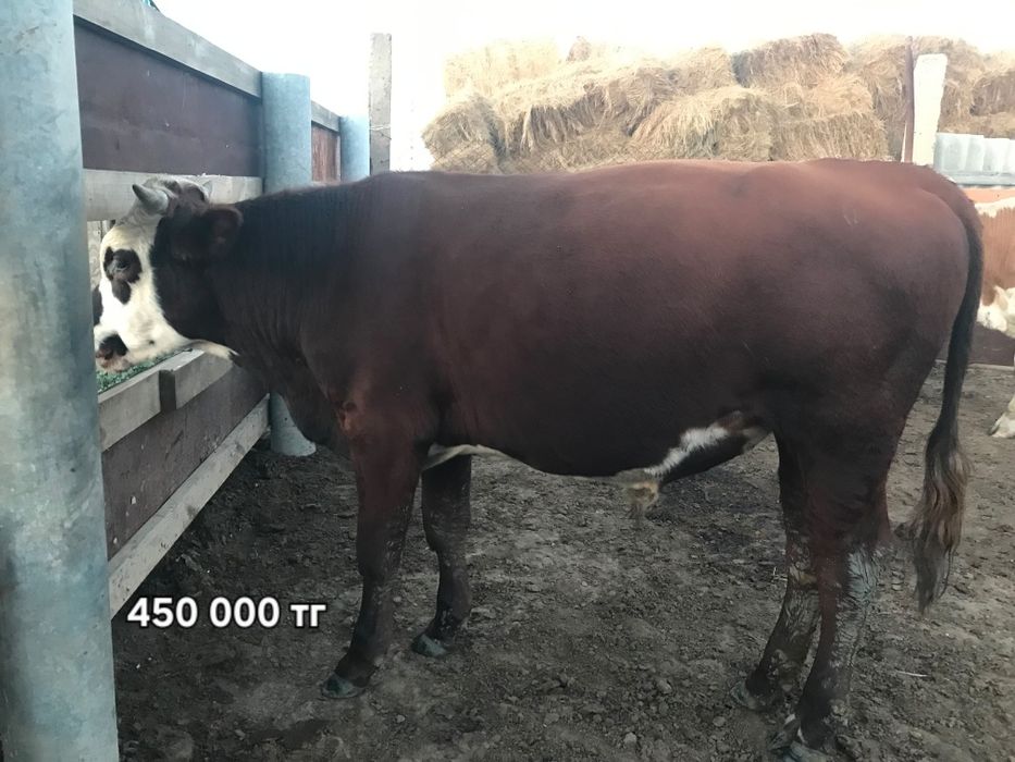 Срочно продам бычков