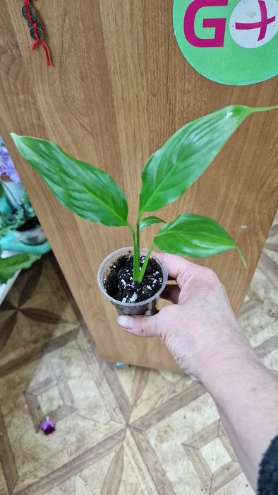 Женское счастье или Спатифиллум