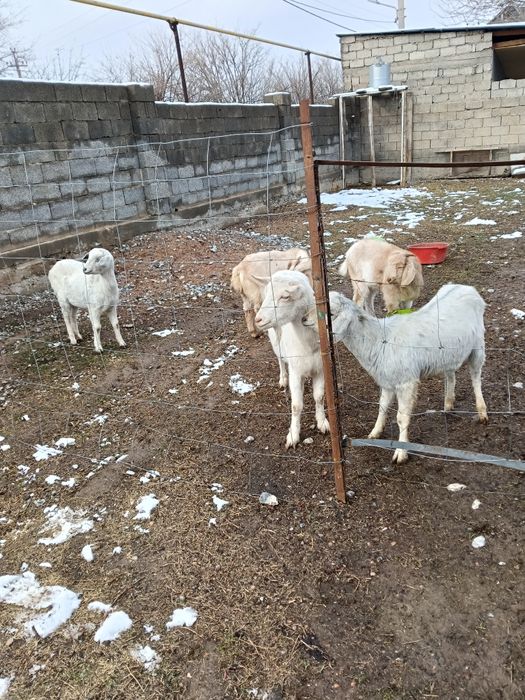 Срочна асыл тукымды ешкилер