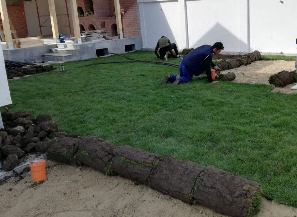Producem gazon rulou 24 de lei m2. Transport și montaj inclus în preț