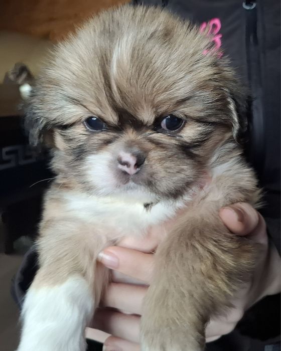 Сладки пекинези.