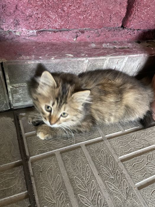 Котята! В хорошие руки