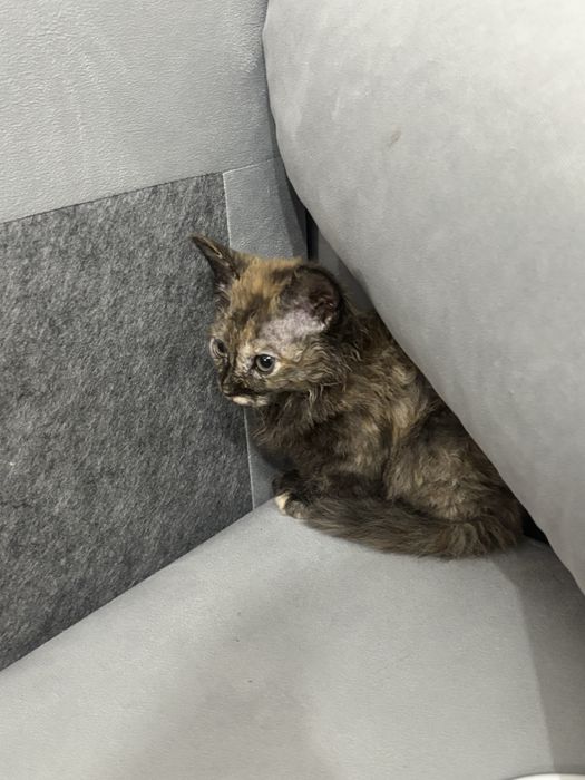 Котенок, бесплатно