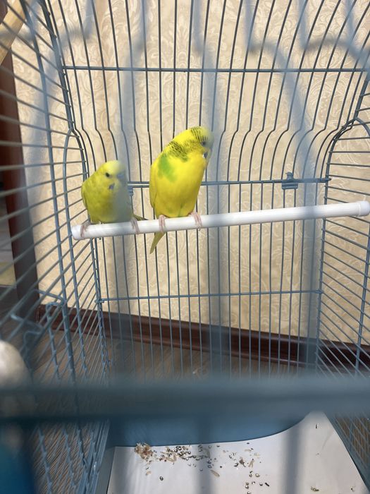 Волнистый попугай