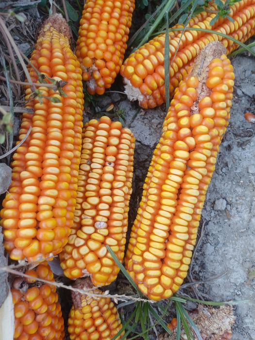 Kabel bilan qiz bilan jinsiy aloqa