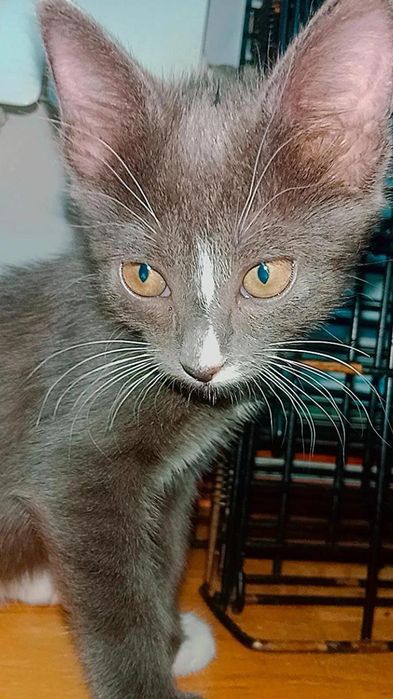 Красивый котёнок