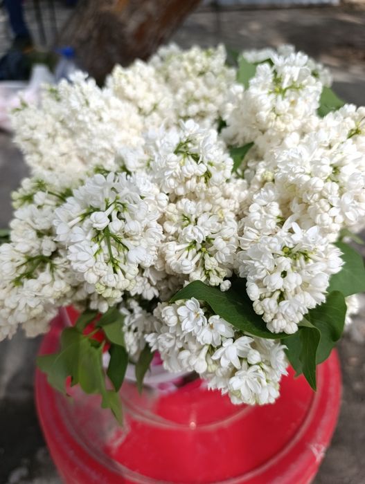 Своя дача 2-х этажная в новбахоре 4комн. душ,туалет внутри