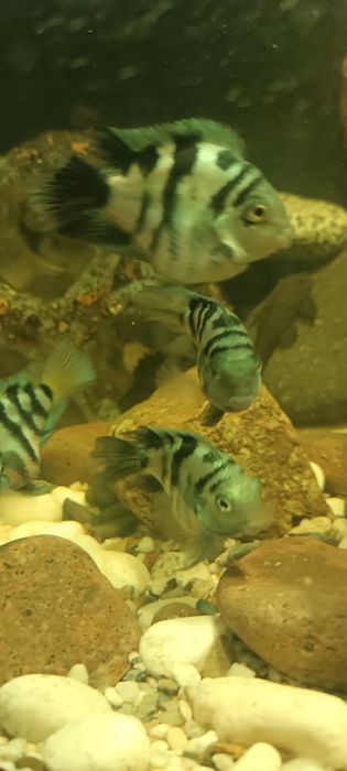 Сапфировый папугай