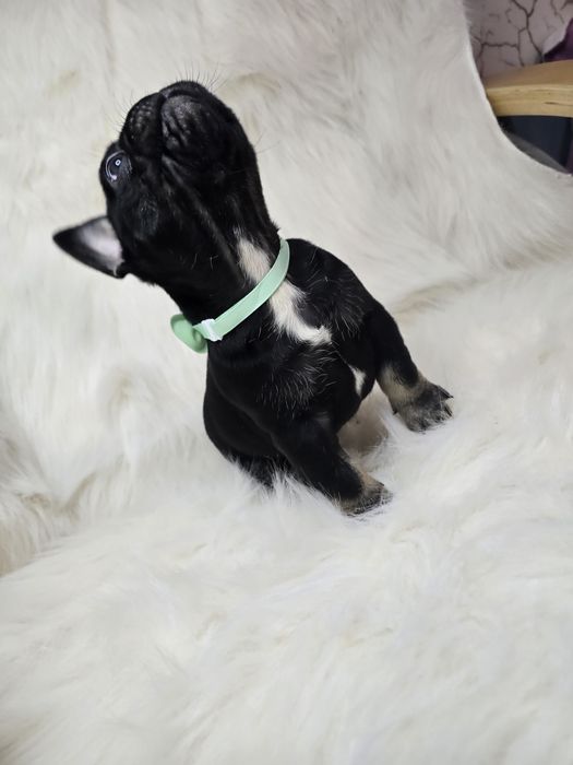 Buldog francez  mascul