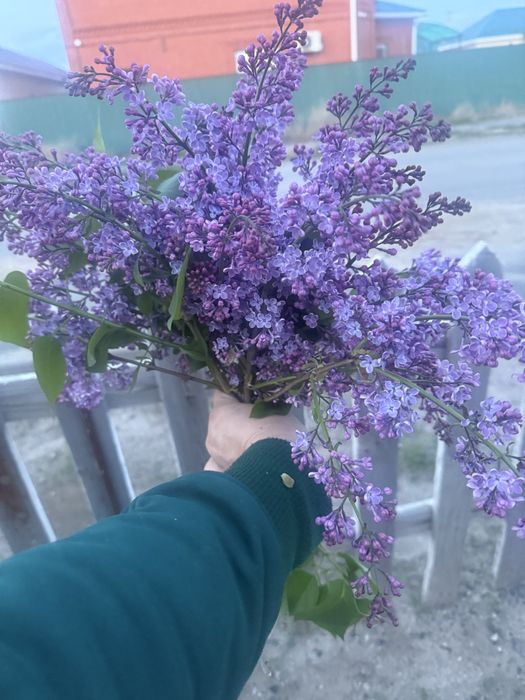 Сирень букет 600 тг