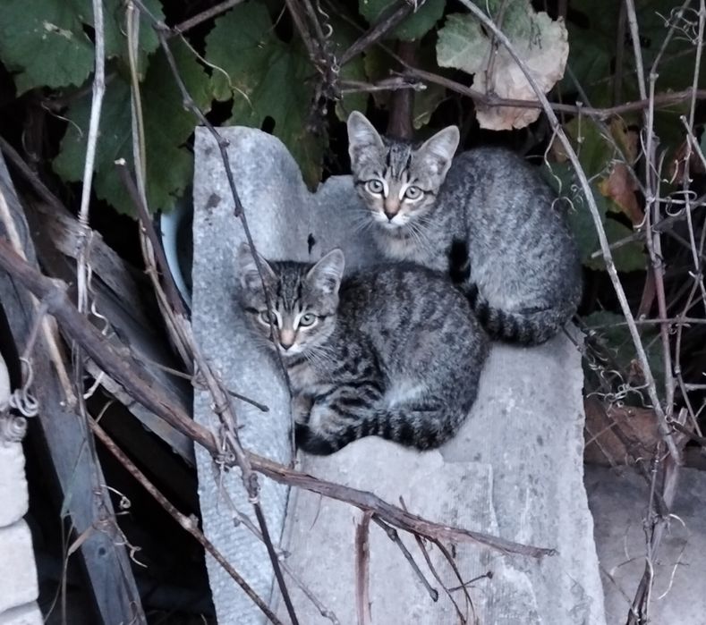 Отдам котят в добрые руки