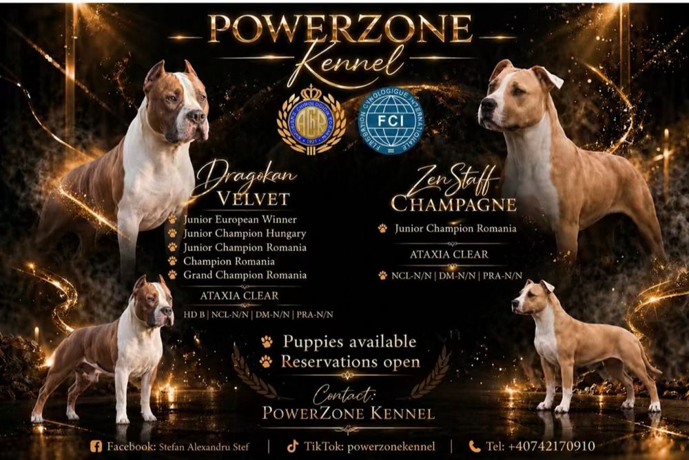 Mascul  Amstaff cu pedigree