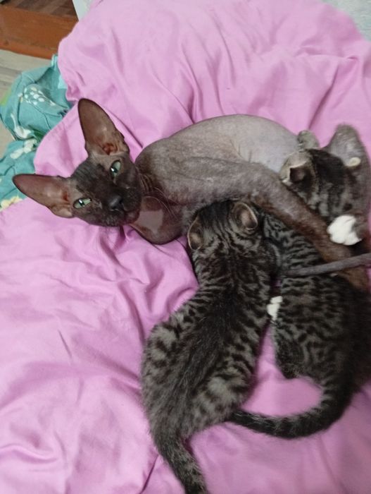 Отдам котят два котика