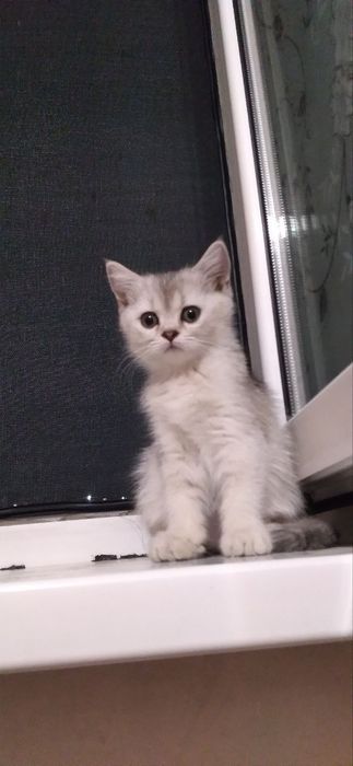 Mushuklar sotilad