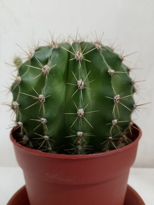 Кактус "Эхинопсис"  шаровидной формы