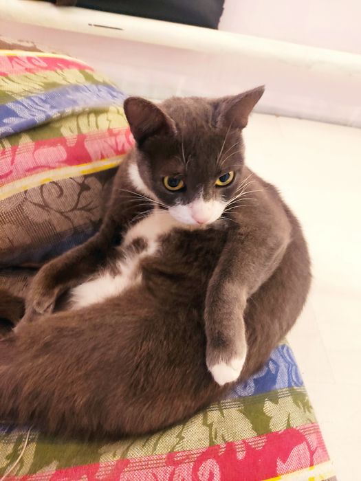 Отдам домашнию кошку