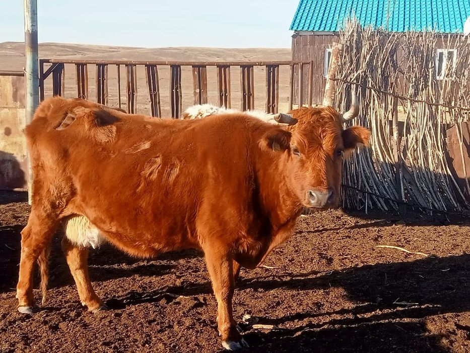 Коровы с телятами