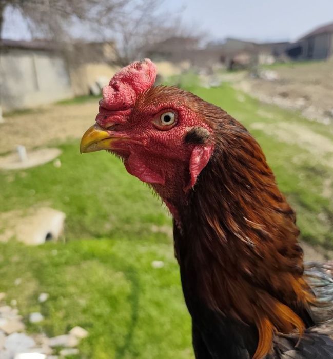 Urushqoq xo'rozlar bor