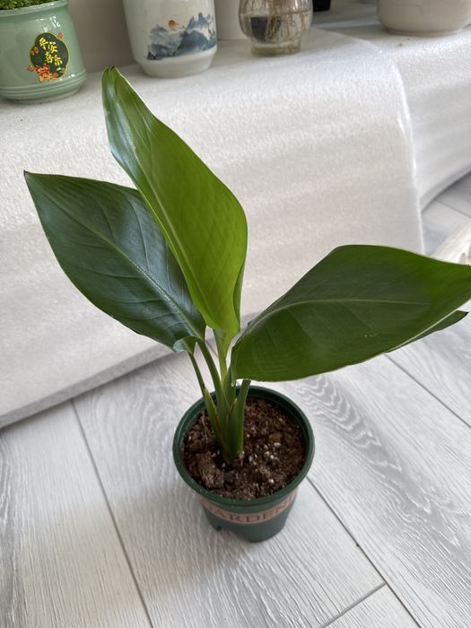 Стрелиция («райская птица»)