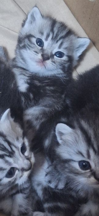 Котятки шотландские