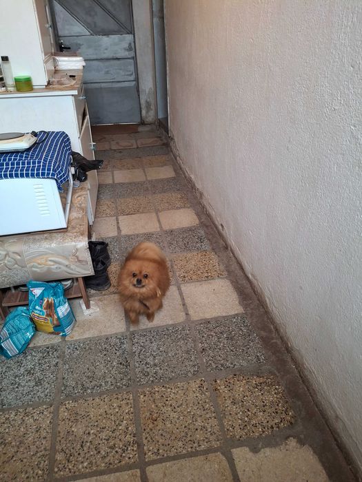 Мъжки померан на 3г