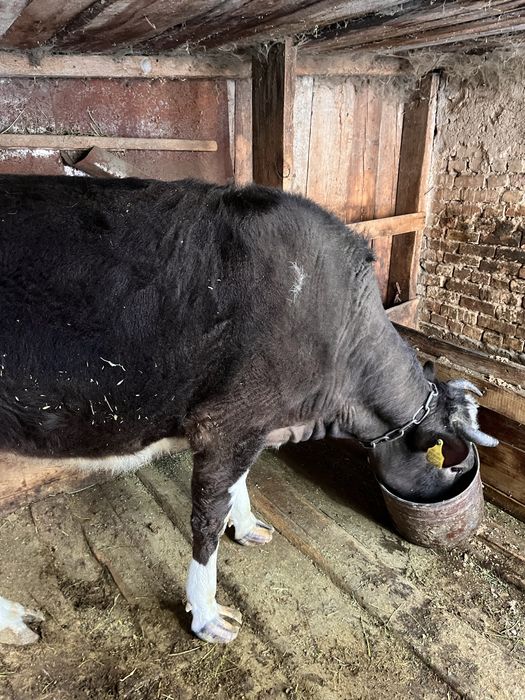 Продам тёлку, на откорме