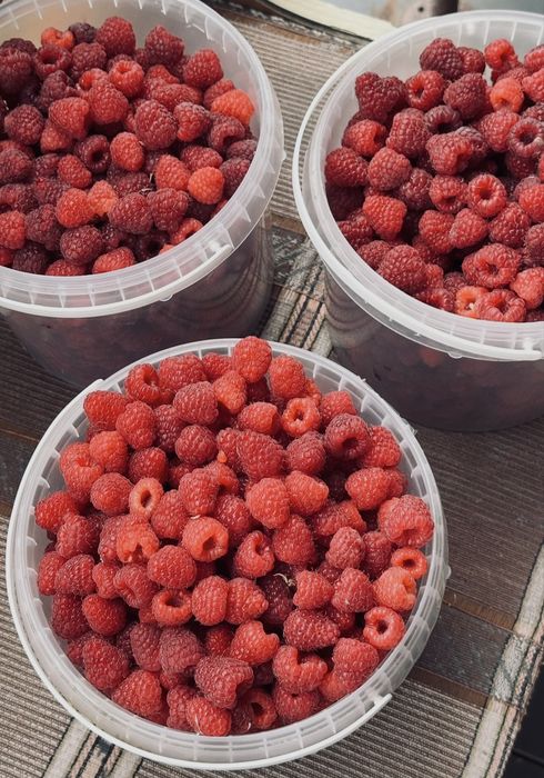 Продам малина домашняя, крупная