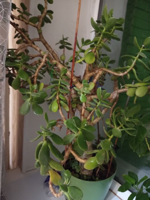 Продаю омашний цветок