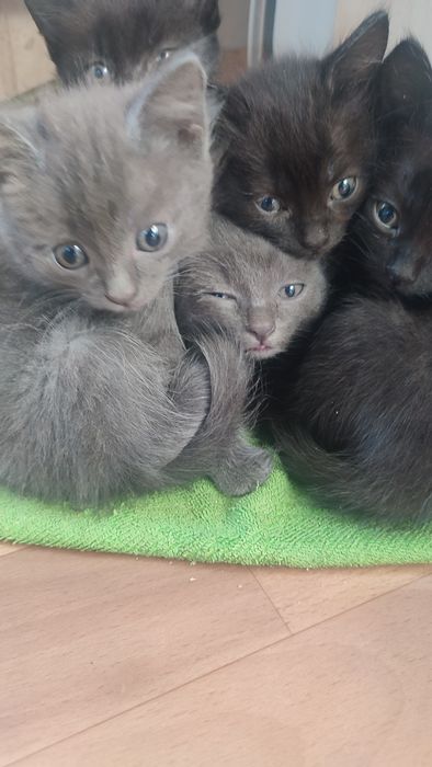 Отдам котят в хорошие руки