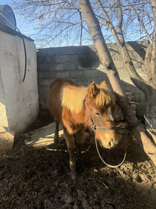 Продам жеребенка коня