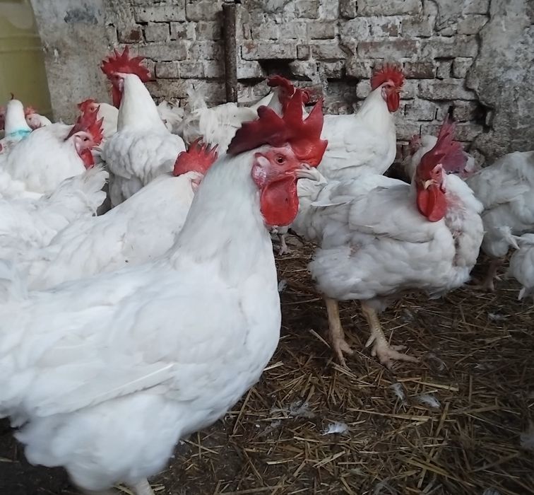 Cocoși albi de vanzare