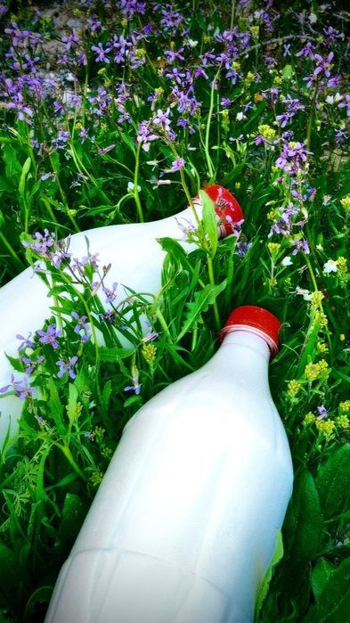 Алпи асыл тұқымды ешкі сүті бар