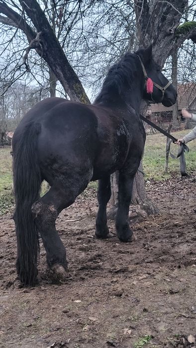 Vând mânz negru greu