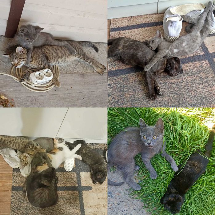 Котята (3 месяца)