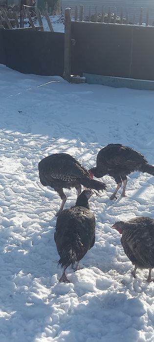 Индюки Самцы 8 месяцев