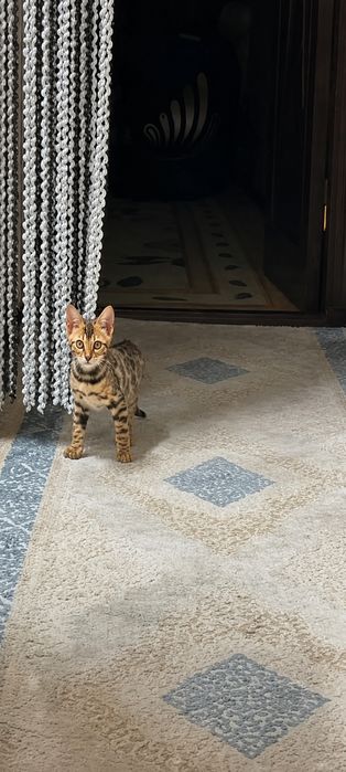Belgan 3 oyligi sotiladi