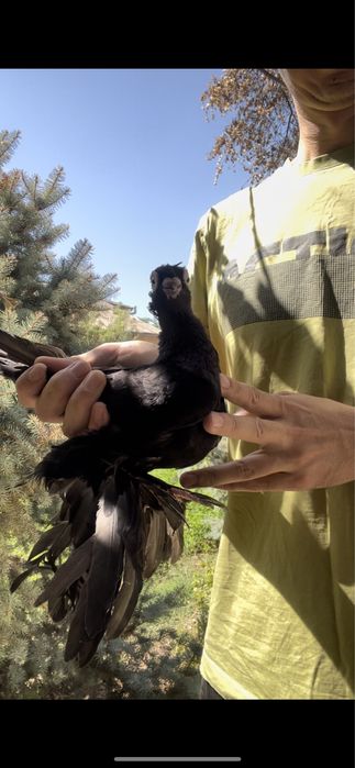 голубка жук жучка