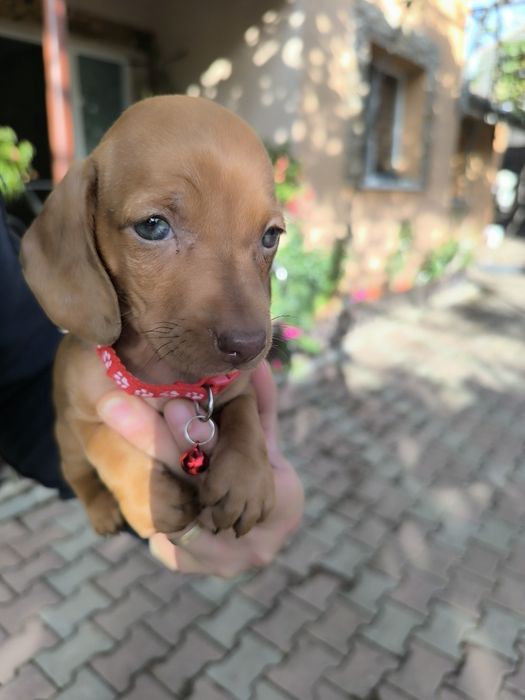 Teckel Dachshund