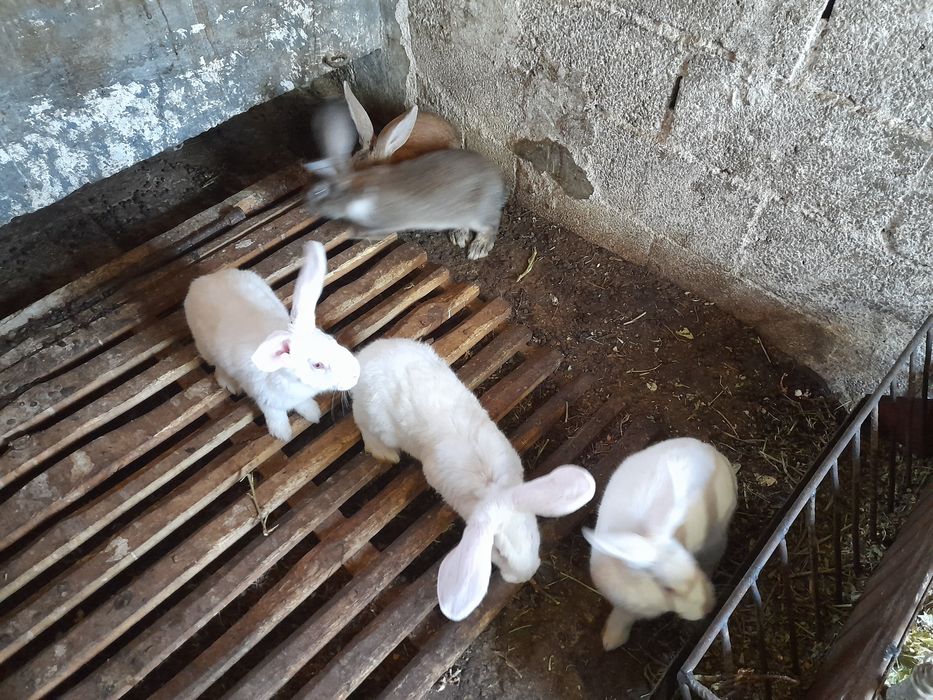 Мисирки.кокошки брама.Зайци на 8месеца за разплод и месо над3.5кг. 40л