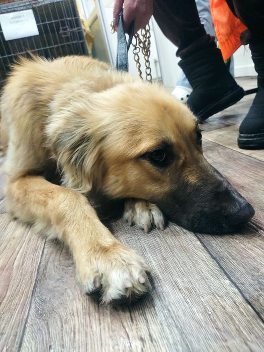 Молодой красивый кобель