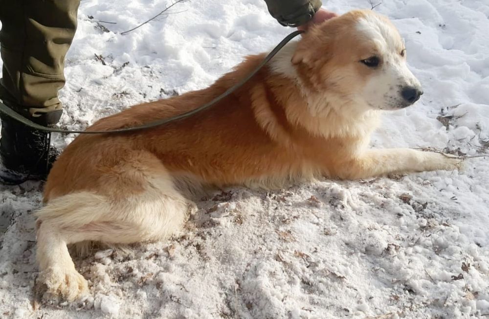 ПорОдиСтыЕ соБаЧки а приюте