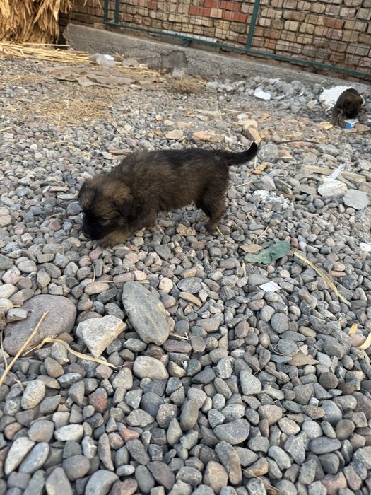 Отдам даром щенков