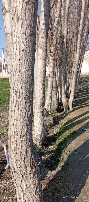 Kaliforniya teraklar sotiladi 70dona diametri 30 DAN 80 sm gacha