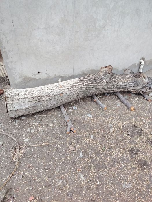 Йонгок дарахт сотилади