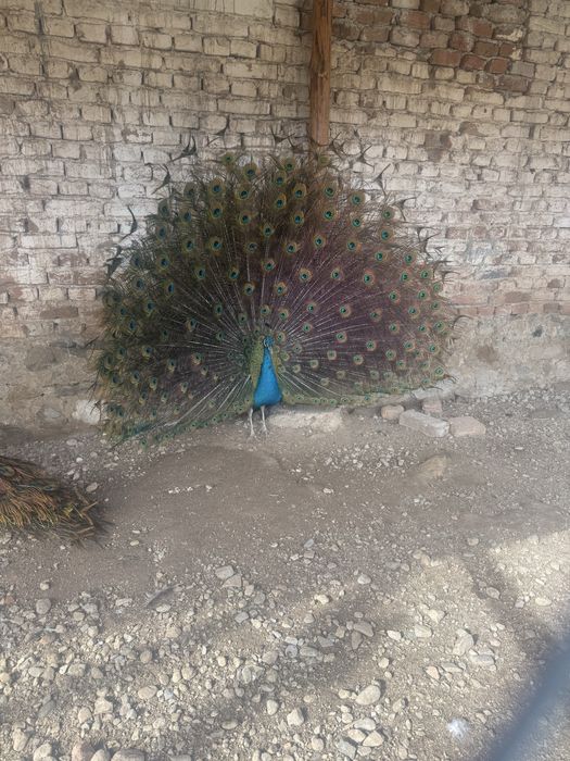 Продавам работещи пауни