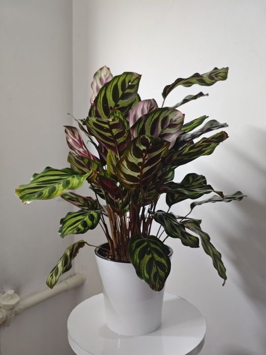 Калатея Макояна продаётся