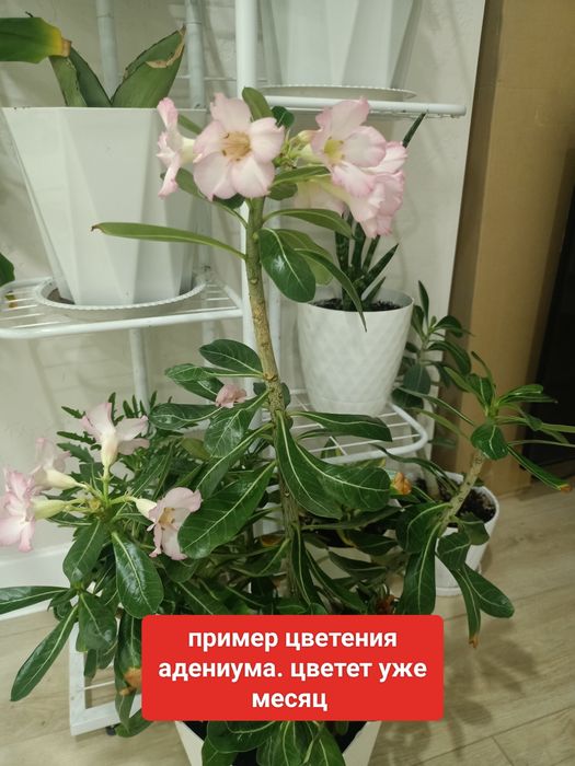 Цветы пеперомия , оленьи рога, аденум