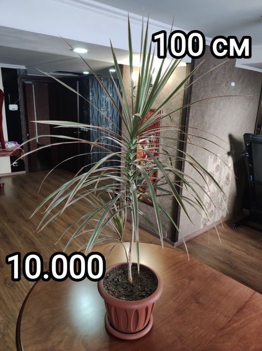 Комнатные растения в офис