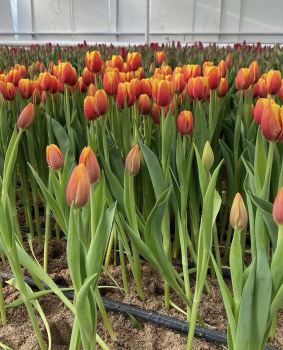 Предзаказ на тюльпаны