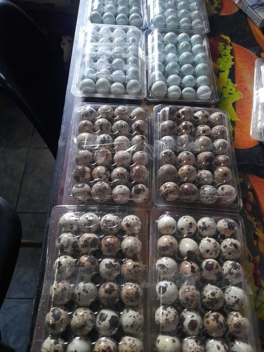 Oua caledon albastre, tuxedo ,polar,jumbo gold, japoneza